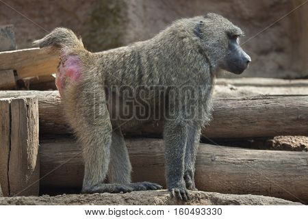 Olive baboon (Papio anubis), also known as the Anubis baboon.