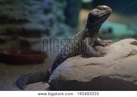 North African mastigure (Uromastyx acanthinura), also known as the Bell's dabb lizard. Wildlife animal. 