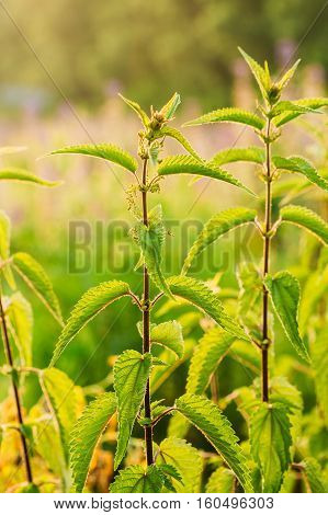 The Twigs Of Wild Plant Nettle Or Stinging Nettle Or Urtica Dioica In Summer Spring Meadow Field At Sunset Sunrise. Close Up.