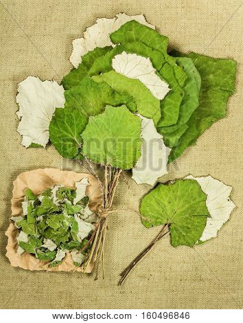 Coltsfoot foalfoot. Dried herbs for use in alternative medicine spa herbal cosmetics herbal medicine preparing infusions decoctions tinctures powders ointments butter tea bath.