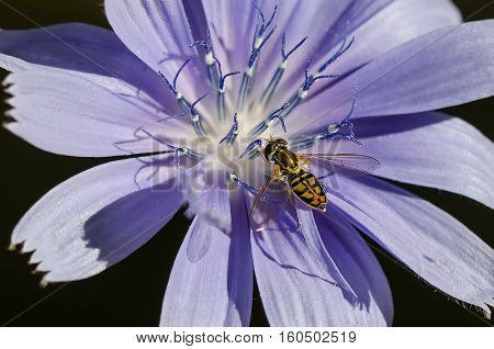 Bee Tirelessly Gathering Pollen from a Tiny Blue Flower