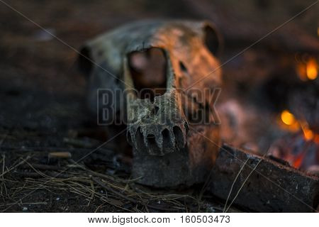 Cow skull on a rock by the fire in the forest