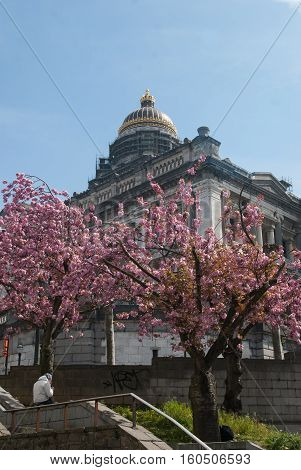 View of the Law Courts of Brussels behind pink trees