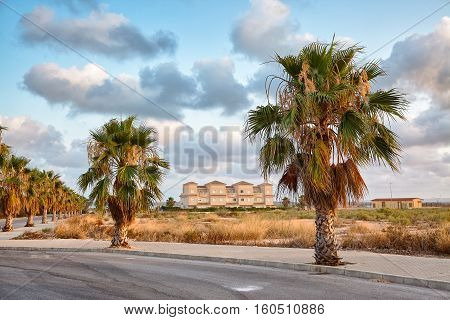 summer landscape with rising rows of palm trees and beautiful sky