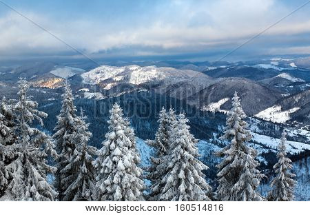 Pine winter forest covered by snow on the background mountainss
