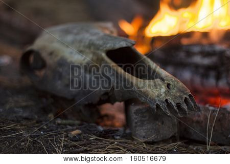 Cow skull on a rock by the fire in the forest