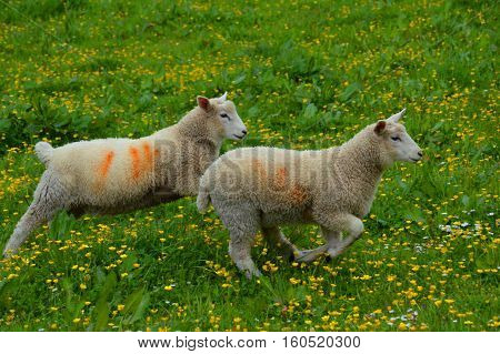 Two Lambs Running in a Meadow together