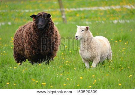 Black Sheep White Lamb in a grassy field