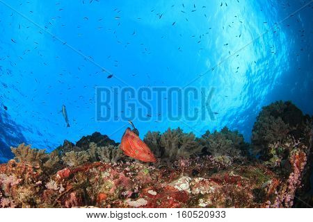 Underwater coral reef and fish