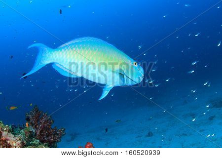 Parrotfish fish