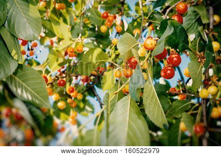 Oragnic tasty cerries on a branch in a bio garden