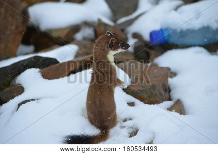 A Curious Ermine On Top Of The Mountain Pass.