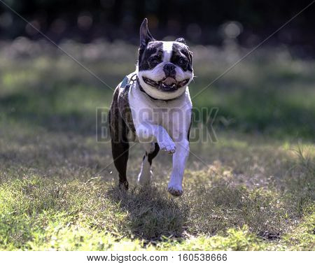 Greying Boston Terrier runs playfully toward the camera