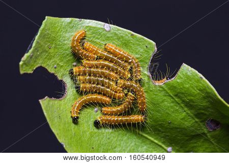 Painted Jezebel Caterpillars