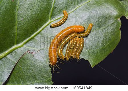 Painted Jezebel Caterpillars