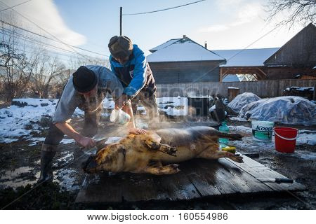 Sieu Romania - November 19 2016: Men wash a pig after slaughtering it as a Romanian tradition before Christmas.