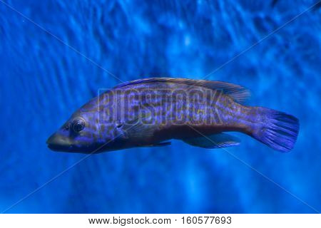 Cuckoo wrasse (Labrus mixtus). Marine fish.