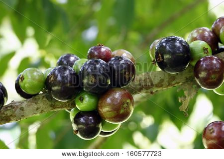 Jabuticaba