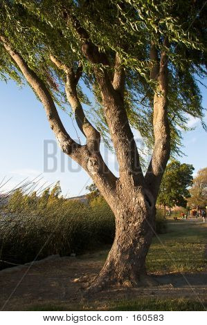 Central Park ağaç 2
