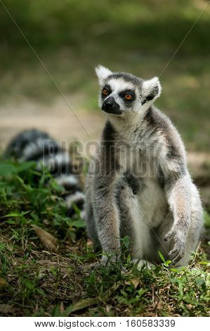 Ring- tailed Lemur sit on the ground.