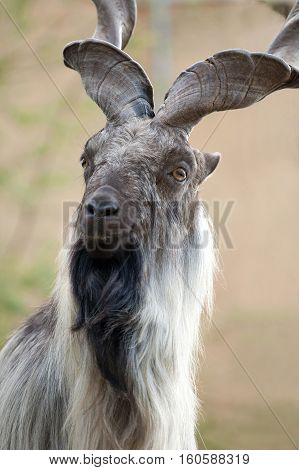 male Turkmenian markhor (Capra falconeri heptneri) portrait