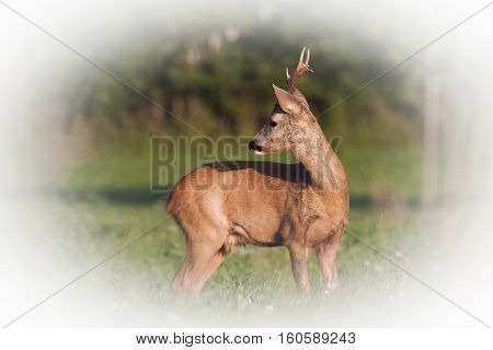 a beautiful roebuck standing in the meadows