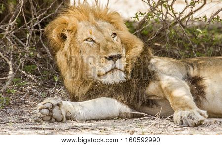 portrait of a wild male lion resting in the bush in Kruger national park, South Africa