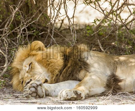portrait of a wild male lion resting in the bush in Kruger national park, South Africa
