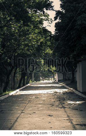 Gloomy corridor with many trees all around. Dark environment with some sunlight flashed between the trees.