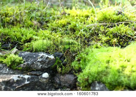 Greenmoss growing on the rock in humid environment