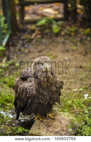 majestic golden eagle in captivity at the zoo