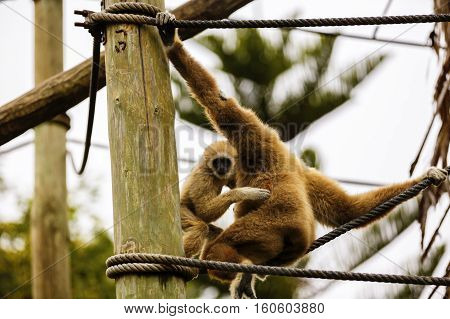 Lar Gibbon or a white handed gibbon (Hylobates lar) plays on a rope in a zoo.