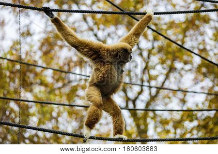 Lar Gibbon or a white handed gibbon (Hylobates lar) plays on a rope in a zoo.