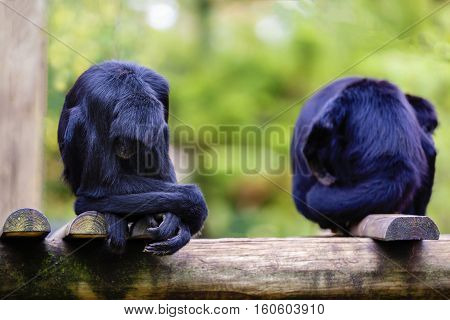 expressive monkey in captivity at the zoo