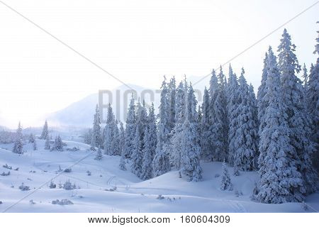 White winter in West Tatra mountaints Slovakia