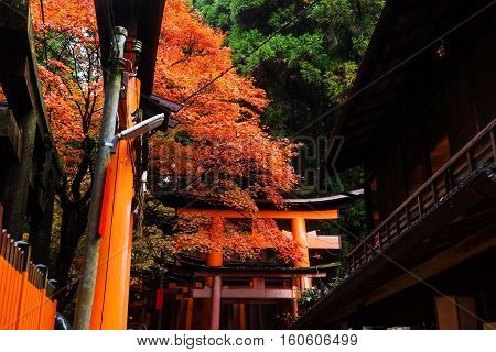 Autumn Colors At Fuhimi Inari, Kyoto