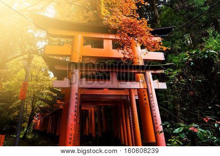 Autumn Foliage In Fushimi Inari Shrine, Kyoto