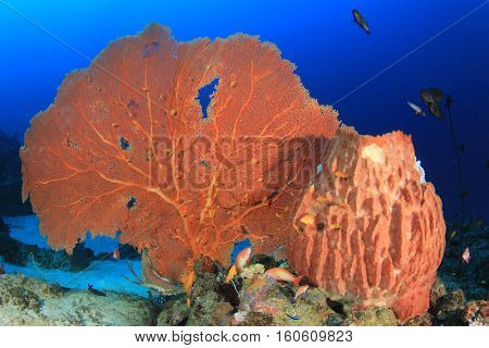 Underwater fish and coral reef in ocean