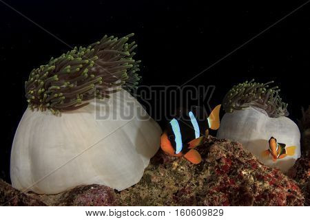 Clarke's Anemonefish