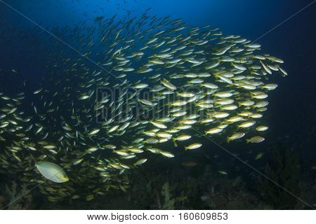 Underwater fish and coral reef in ocean