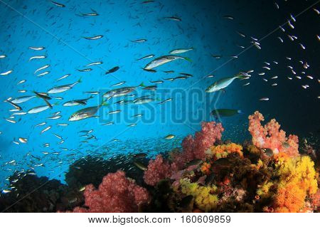 Underwater fish and coral reef in ocean