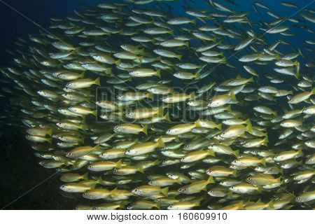 Underwater fish and coral reef in ocean