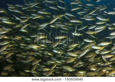 Underwater fish and coral reef in ocean