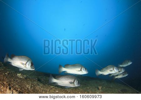 Underwater fish and coral reef in ocean