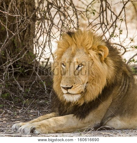 portrait of a wild male lion resting in the bush in Kruger national park, South Africa