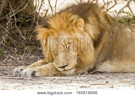 portrait of a wild male lion resting in the bush in Kruger national park, South Africa