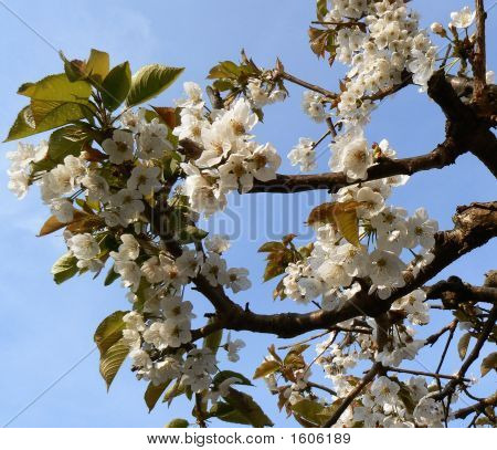 Árbol de cerezo en primavera