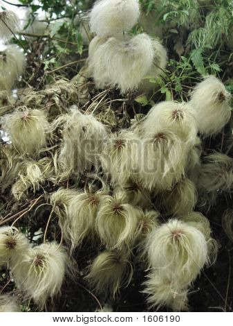 Clematis espigas