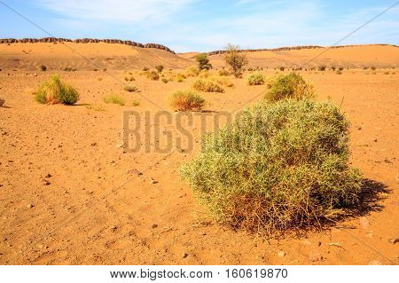 Beautiful Moroccan Mountain Landscape With Acacia Tree In Foreground