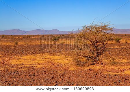 Beautiful Moroccan Mountain Landscape With Acacia Tree In Foreground